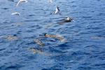 Bora Bora - Shark Feeding!