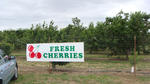 Fresh Cherries