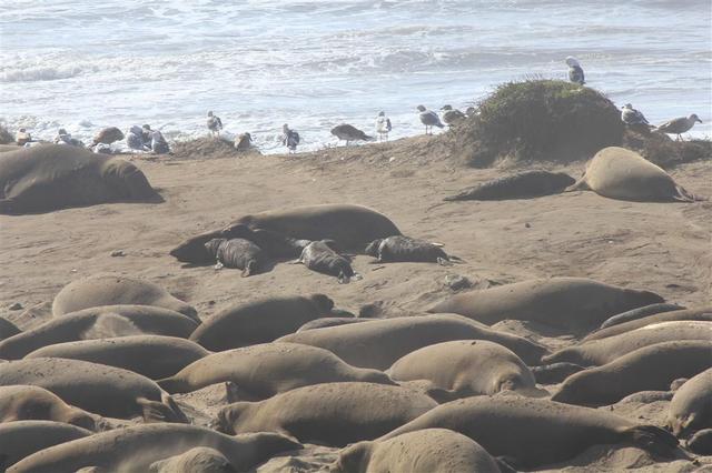 Elephant Seals.