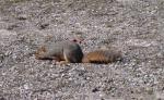 Squirrels are at Spring Lake