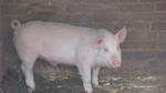 Pigs, just like in Kewanee