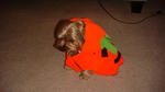 His pumpkin top.