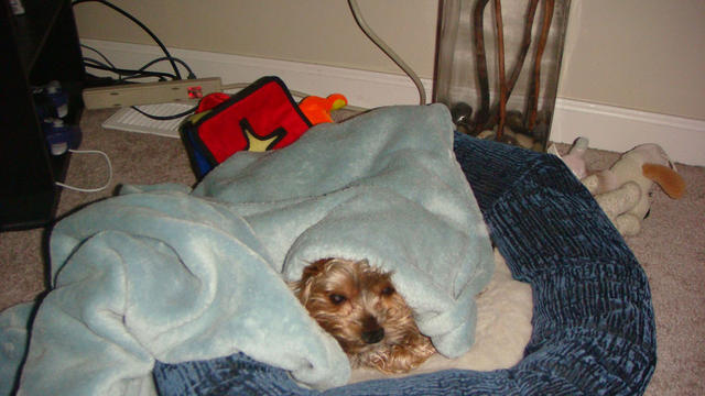Normally, he has an orange blanket in his pet bed.