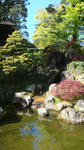 Nice Japanese Maple.  I hope ours gets to look like this someday.  But I doubt it... :(