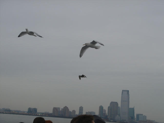 Seagull's flew right at the same speed as our ferry.