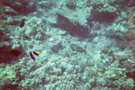 hawaii2009_snorkeling3.jpg