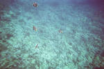 hawaii2009_snorkeling5.jpg