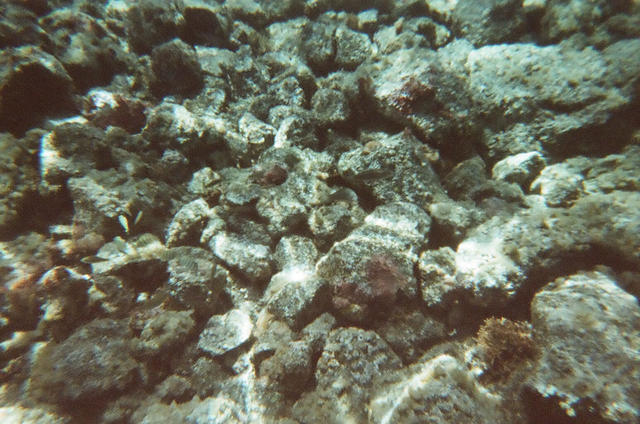 hawaii2009_snorkeling46.jpg