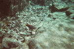 hawaii2009_snorkeling48.jpg
