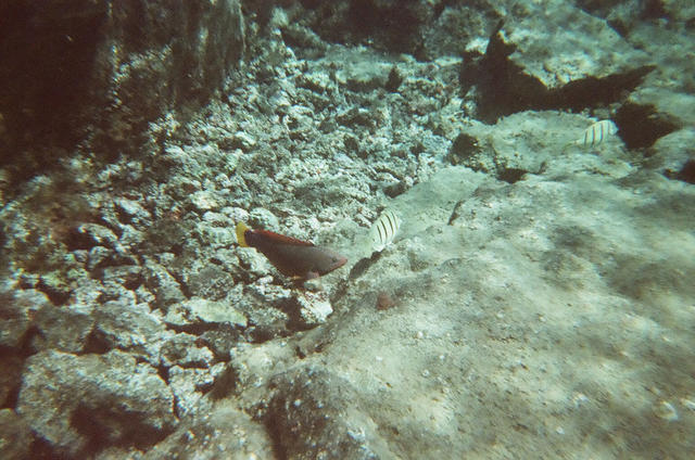 hawaii2009_snorkeling48.jpg