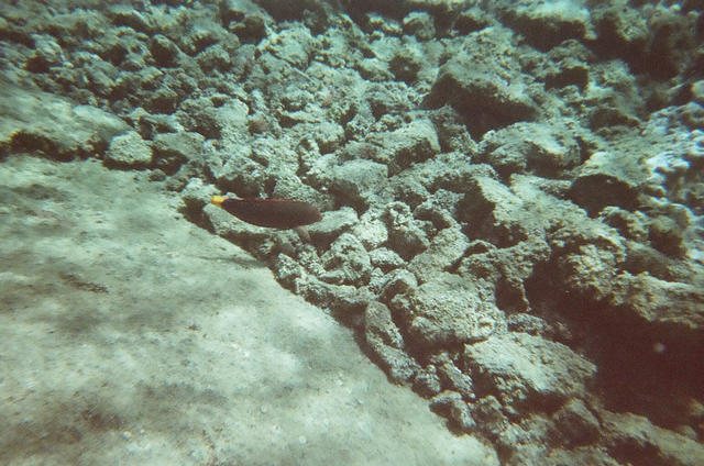 hawaii2009_snorkeling49.jpg