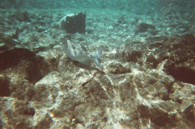 hawaii2009_snorkeling50.jpg