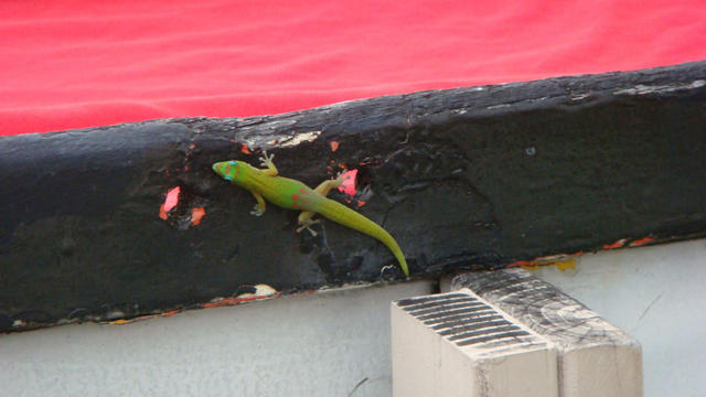 A lizard at the big MaiTai bowl.