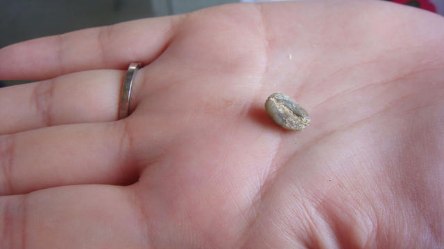 A dried bean.