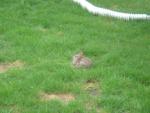 There are a lot of rabbits in the yard.