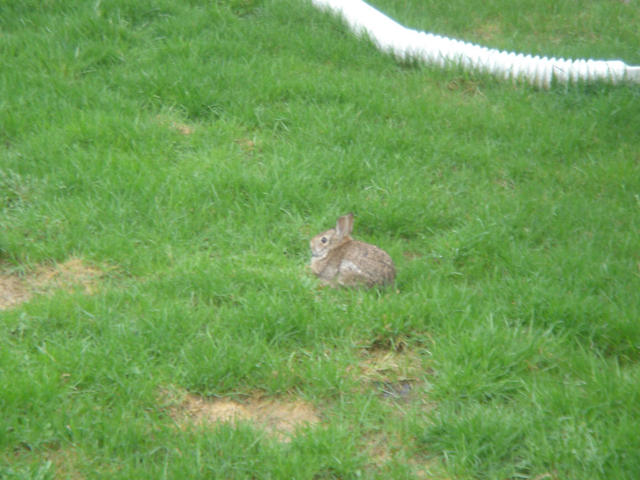 There are a lot of rabbits in the yard.