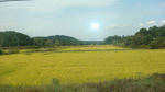 Rice fields.