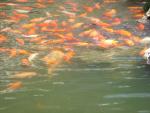 Some GIANT goldfish.