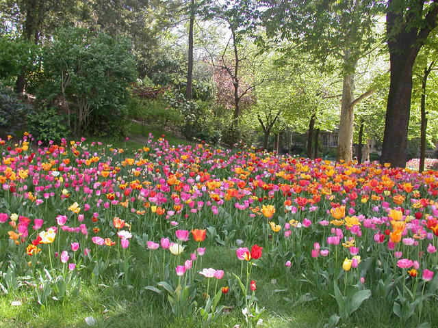 I was told to look for tulips on Europe.  Here are some.