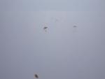 These guys parachuted down for America's Army.
