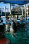 Dolphine Encounter (with Abaco) in the Bahamas!